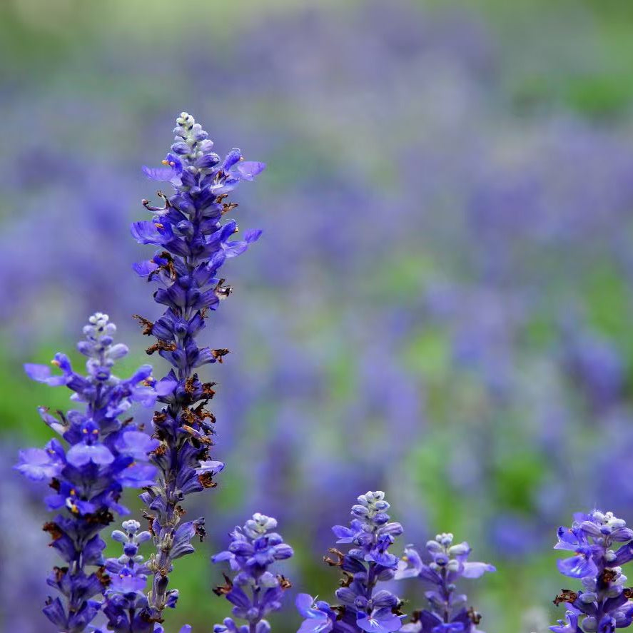 EPRHAN Lavender Oil