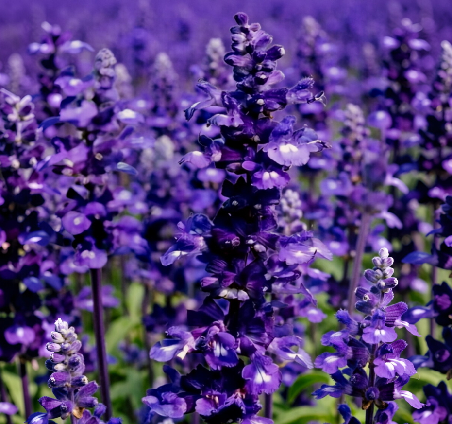 EPRHAN Space Blue Lavender Essential Oil