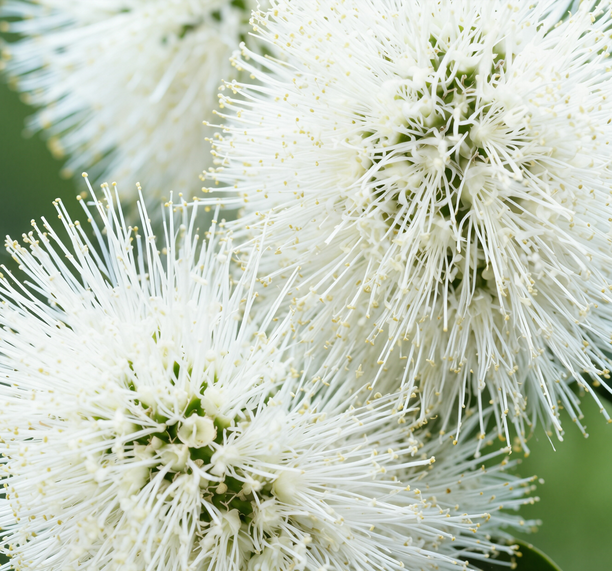 EPRHAN Tea Tree Essential Oil